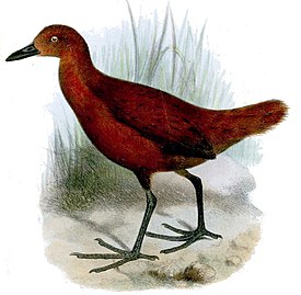 Rallicula rubra