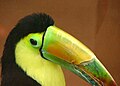 Tucano-de-bico-arco-íris (Ramphastos sulfuratus)