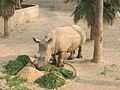 A white rhinoceros