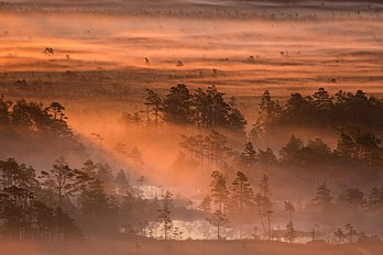 Amanhecer no pântano Tolkuse, Reserva Natural de Luitemaa, região de Pärnu, Estônia. (definição 5 000 × 3 333)