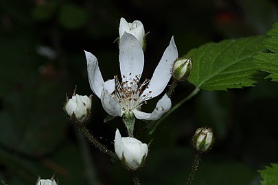 Flower and buds