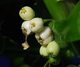 White fruit of S. taccada with persistent calyx lobes