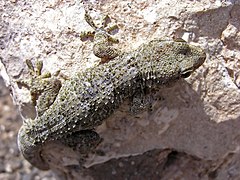 Description de l'image Spiny gecko lanzarote.jpg.