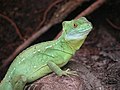 Stirnlappenbasilisk (Basiliscus plumifrons)