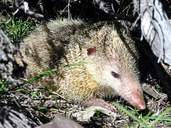 Tailless tenrec on the forest floor