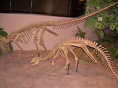 שלד של Thescelosaurus neglectus