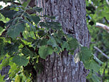 Tilia japonica