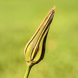 Bouton floral d'un salsifis des prés. (définition réelle 3 456 × 3 456)