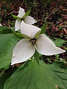 Trillium in Great Smoky Mountains National Park, Texas