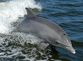 Афалина (Tursiops truncatus)