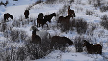 Photo d'un groupe de chevaux dans un paysage enneigé.