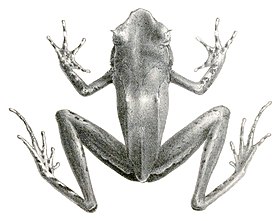 Xenophrys longipes