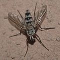 Tachinid fly of the genus Zelia, my porch. Thanks to Norm Woodley at BugGuide.net for ID.