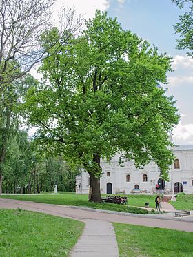 Аллеи парка и многовековой дуб Дом Черниговского коллегиума (на заднем плане)