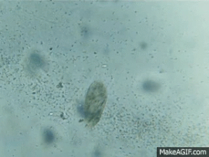 Paramecium, a predatory ciliate, feeding on bacteria