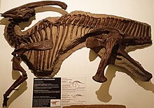 Скелет parasauroiophus walkeri.Музей Еволюції, Варшава