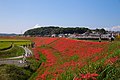 矢勝川の堤防と彼岸花（2015年9月）