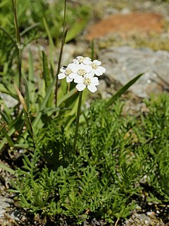 Description de l'image Achillea erba-rotta (plant).jpg.