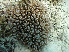 Acropora squarrosa