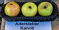 Adersleber Kalvill