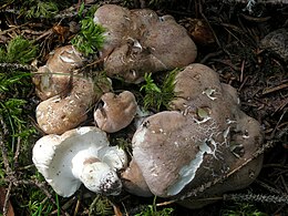 Трутовик овечий (Albatrellus ovinus)