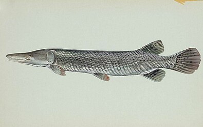 The alligator gar has a tough armouring of rhomboidal-shaped ganoid scales.[19]