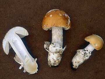 A. velosa specimens