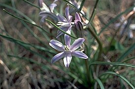 Androstephium coeruleum