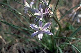 Androstephium caeruleum