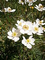 Anemone narcissiflora