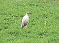 Ardeola idae, le Crabier blanc ;