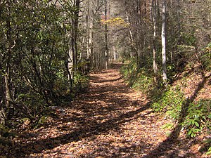 Bone Valley Trail, where a herd of cattle froze