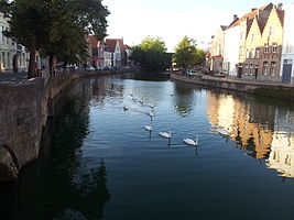 Les cygnes de Bruges sur le Zwin, (Belgique)