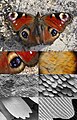 Image 17Butterfly wing at different magnifications reveals microstructured chitin acting as diffraction grating. (from Animal coloration)