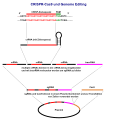 German SVG