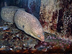 The California moray is one of the featured local species on display.