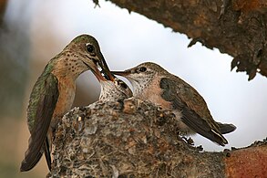 Colibrí alimentando as crías no Parque Nacional Grand Teton, EUA