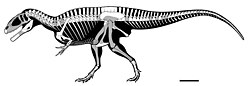 Carcharodontosaurus saharicus skeletal reconstruction