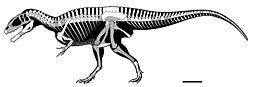 Diagramme d'un squelette d'un dinosaure théropode.