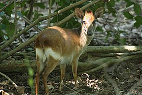 Cabrito-de-ader (Leucocephalophus adersi)