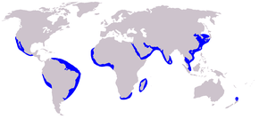 Description de l'image Cetacea range map Long-beaked Common Dolphin.PNG.