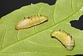 Larvae