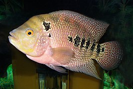 Cichlasoma trimaculatum