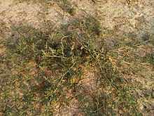 Wild Citrullus Colocynthis in Behbahan