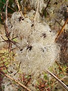 Clematis vitalba.