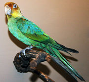 A green parrot with light-blue wings, yellow cheeks, an orange forehead, and a white eye-spot