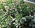 Crassula lactea