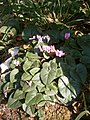 Cyclamen purpurascens in Plitvice lakes