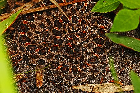Dusky pygmy rattlesnake (S. m. barbouri), Hendry Co., Florida (3 May 2013)