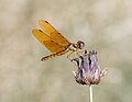 Image 51Eastern amberwing